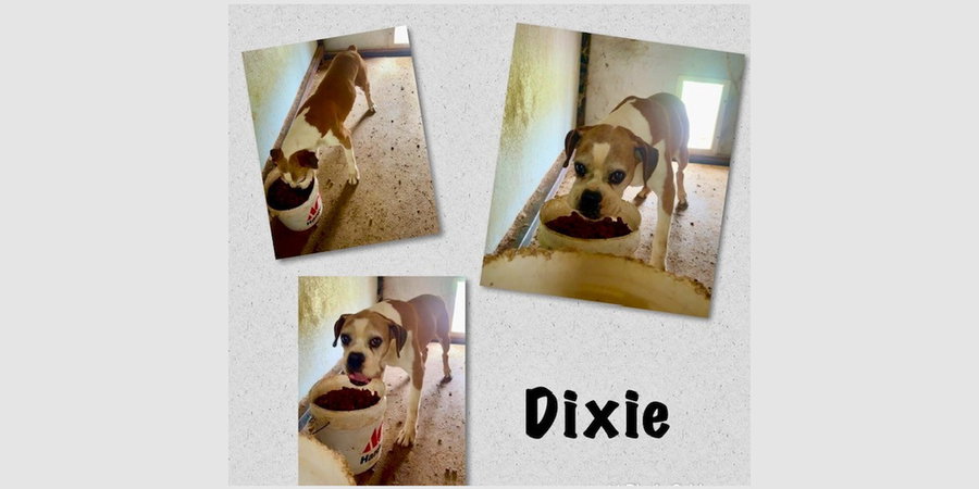 Dixie III