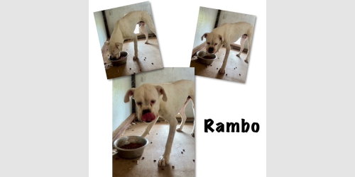 Rambo II, an adoptable Boxer in Austin, TX