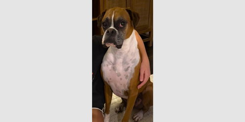 LOU III - SILVER HEART - Boxer available for adoption