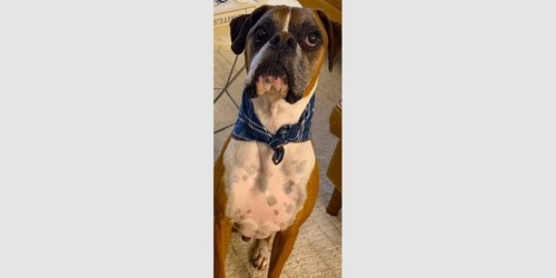 LOU III - SILVER HEART - Boxer available for adoption