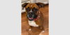 Rosie VII - Photo 1