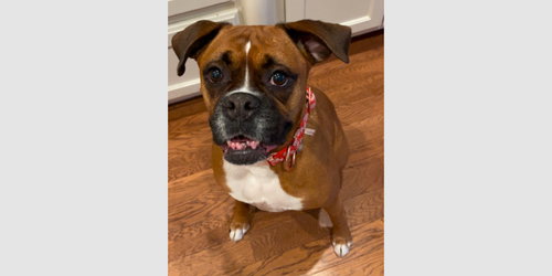 ROSIE VII - Boxer available for adoption