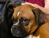 Rosie VII - Photo 2