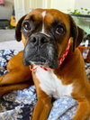 Rosie VII - Photo 3