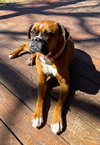 Rosie VII - Photo 4