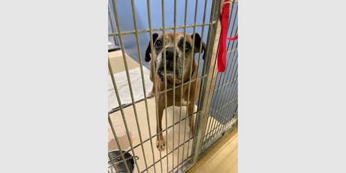 RAYMOND - Boxer available for adoption