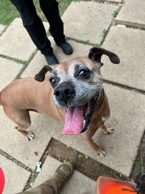 RAYMOND - Boxer available for adoption