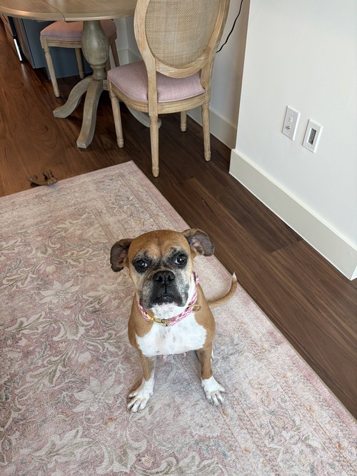 Dolly photo 1