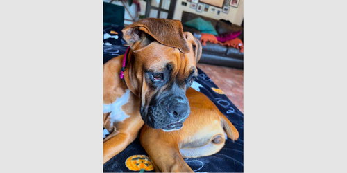 DAISY IX - Boxer available for adoption