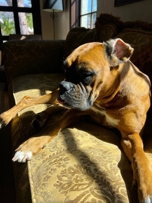DAISY IX - Boxer available for adoption