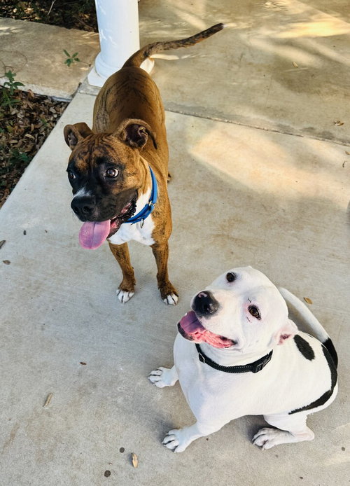 BUSTER II - Boxer available for adoption