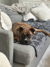 Buster II - Photo 3
