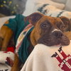 Buster II - Photo 4