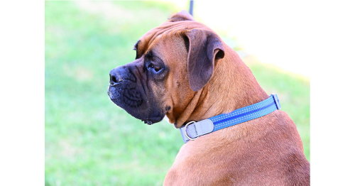 Perrier, an adoptable Boxer in Austin, TX