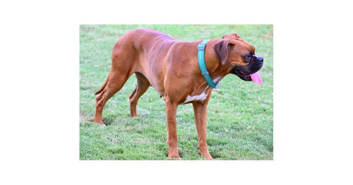 Evian, an adoptable Boxer in Austin, TX