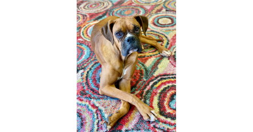 picture of the dog needing adoption