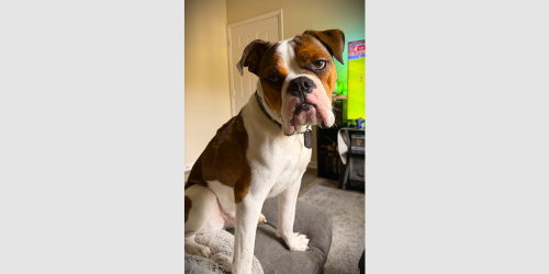 Murphy V, an adoptable Boxer in Austin, TX