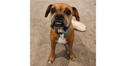 Roxy VI, an adoptable Boxer in Austin, TX