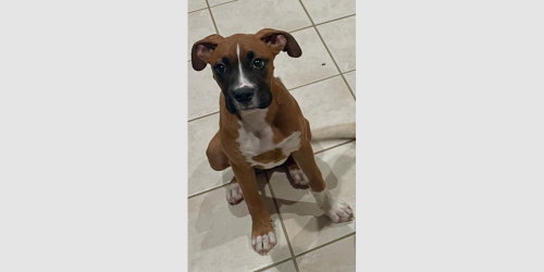 Luna XI, an adoptable Boxer in Austin, TX