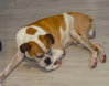 Bo II - Photo 2