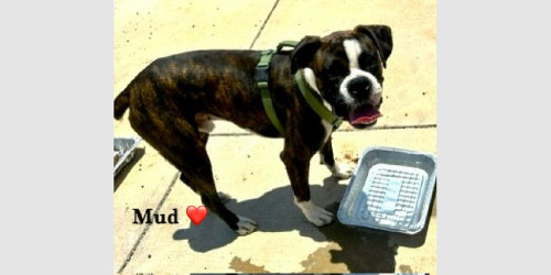 Mud