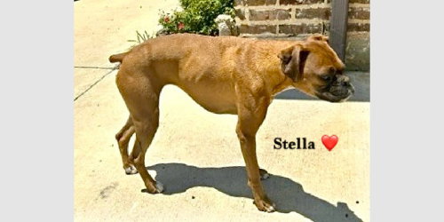 Stella III