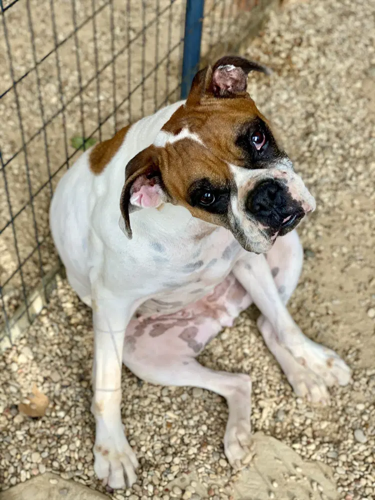 Scarlett Ii - Boxer