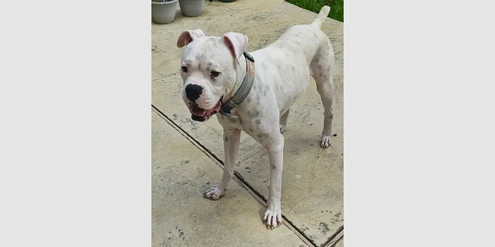 Rufus Iv - Boxer