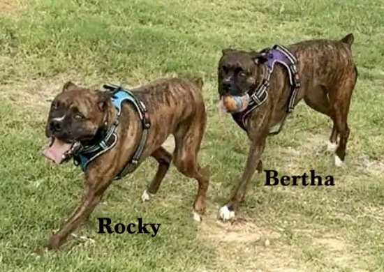 Rocky XIV