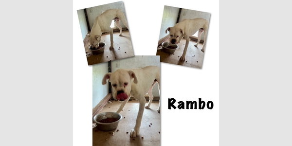 Rambo II