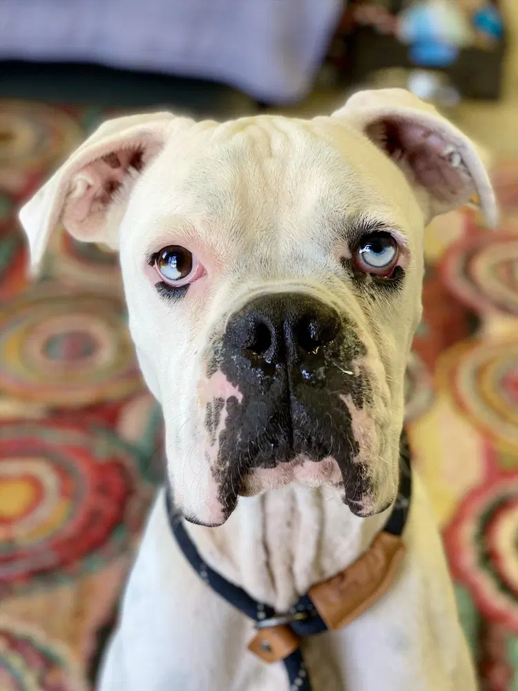 Johnathan Bullitt Dogriguez Ii - Boxer