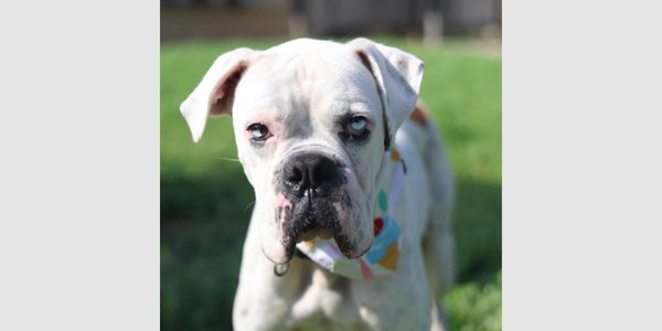 Johnathan Bullitt Dogriguez II