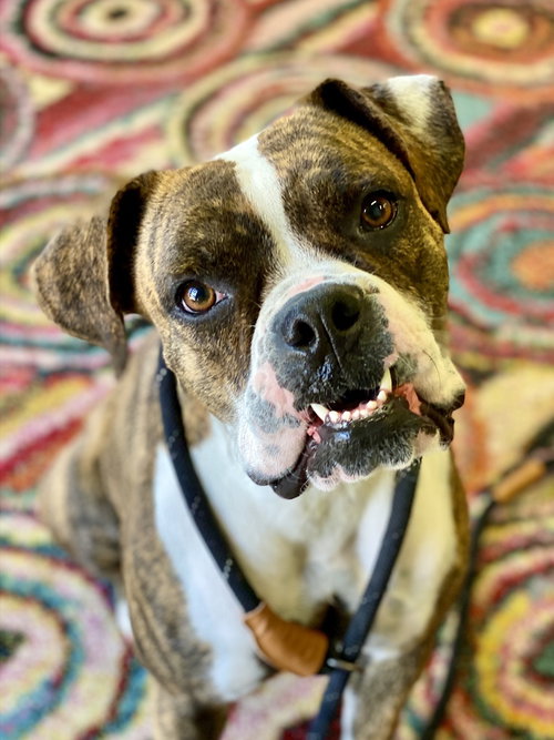 Liberty Pearl, an adoptable Boxer in Austin, TX