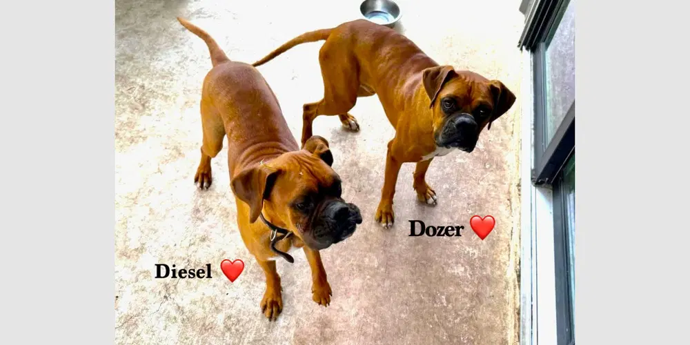 Diesel X - Boxer