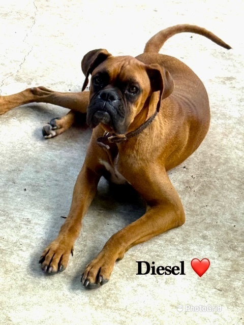 Diesel X