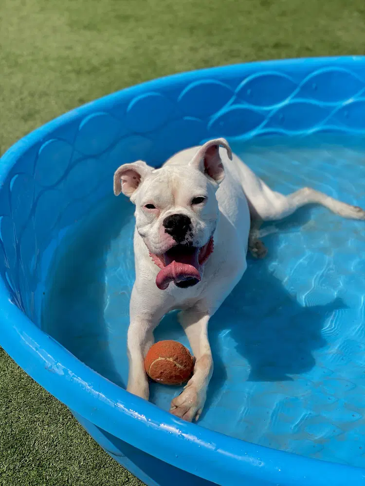 Wobbles - Boxer