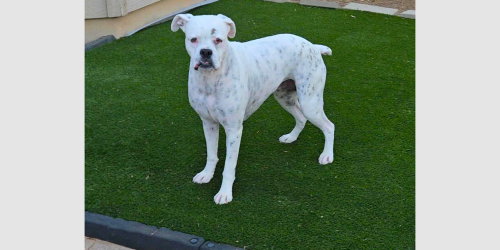 Luna XIII, an adoptable Boxer in Austin, TX