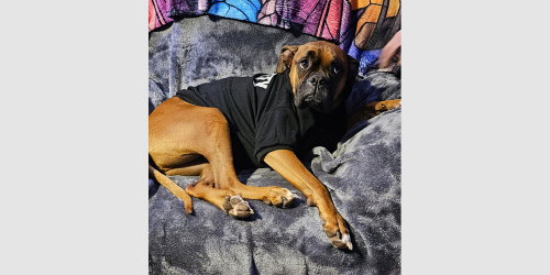 Lucy IX, an adoptable Boxer in Austin, TX