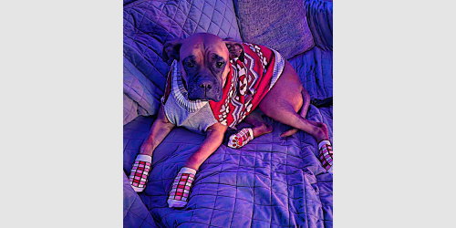 Linus, an adoptable Boxer in Austin, TX