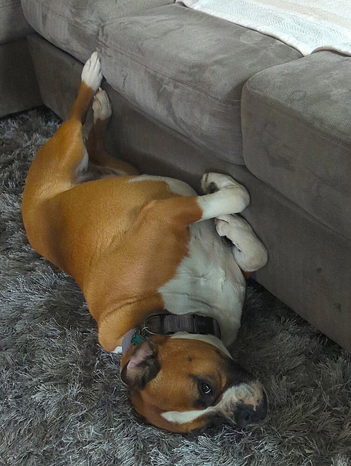 Zoey Xii photo 3