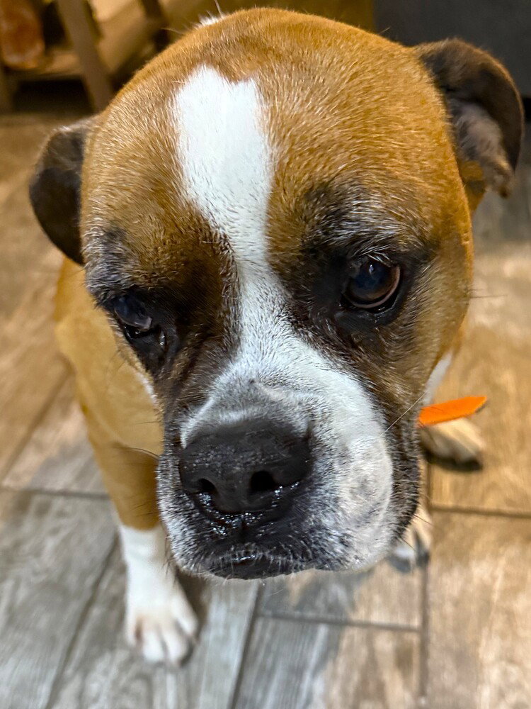 Zoey XII