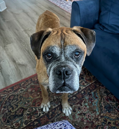 Sarge Iv