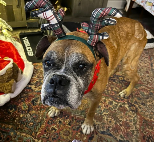 Sarge Iv photo 2