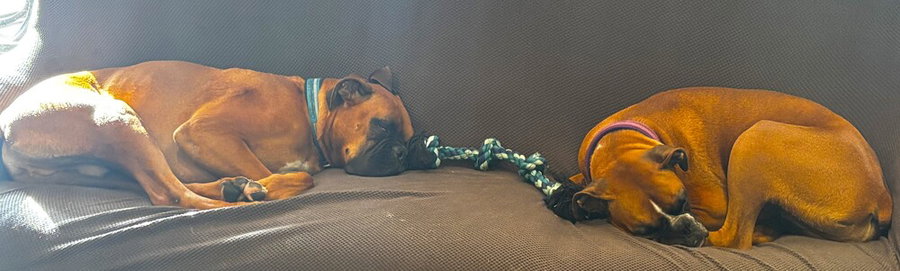 Zoey XIII