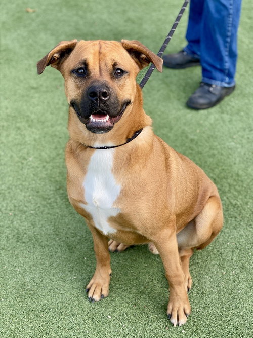 Laredo - Aussie Puppy, a dog for adoption from Austin Boxer Rescue