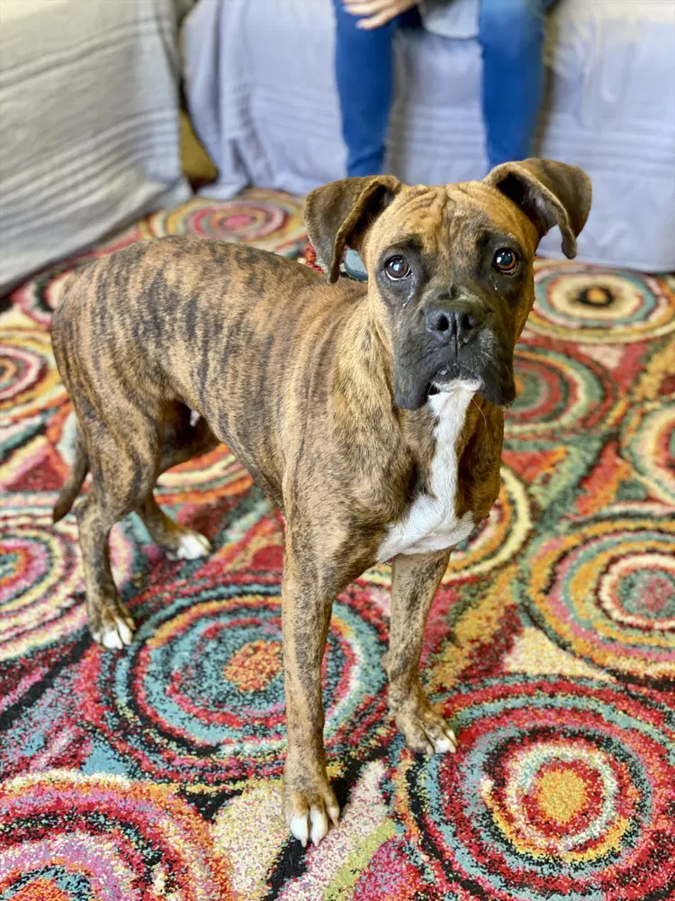 Teague - Boxer