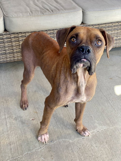 picture of the dog needing adoption