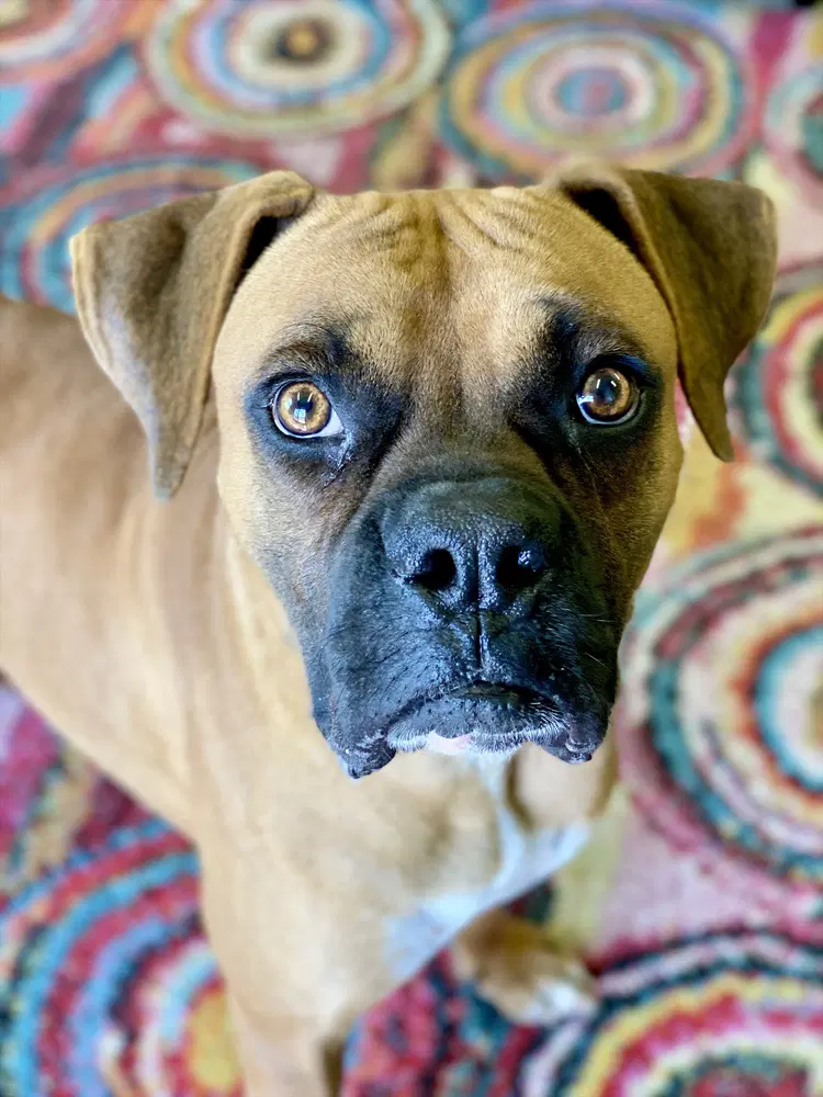 Sylvester - Boxer