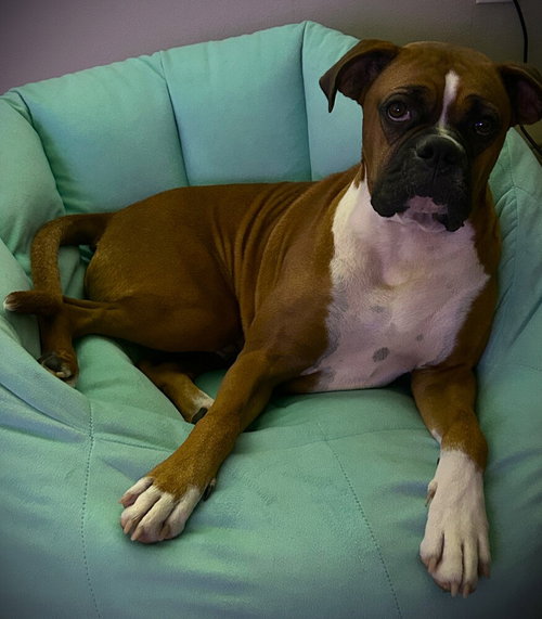 Bruno Viii photo 3