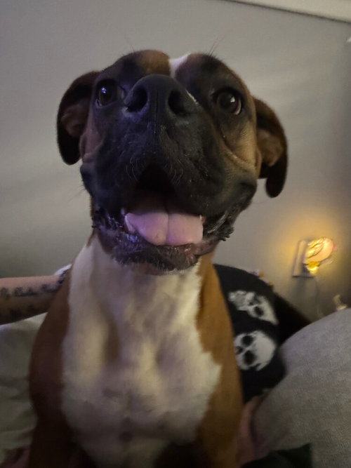 Bruno Viii photo 4